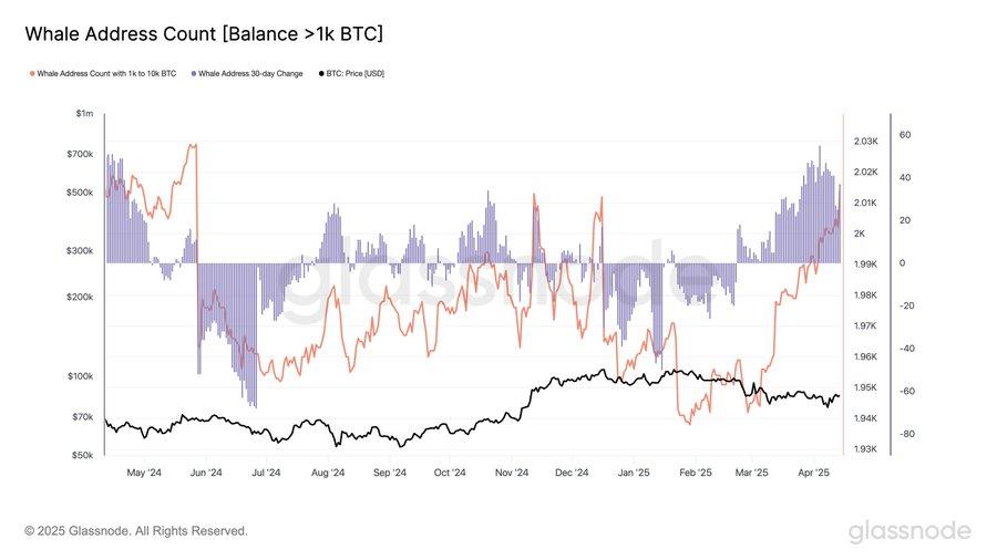 whale-address-count-balance-1k-btc Số lượng ví cá voi nắm giữ hơn 1000 Bitcoin